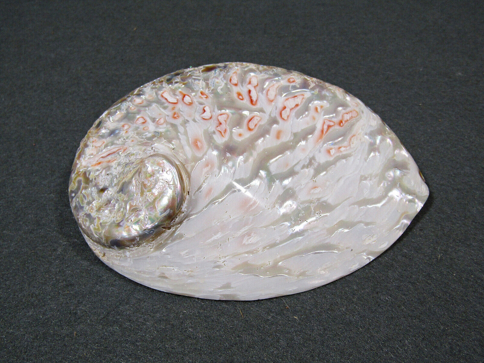 Polished White Abalone Midas Seashell Haliotis Midas 5.5 in. Iridescent Shell