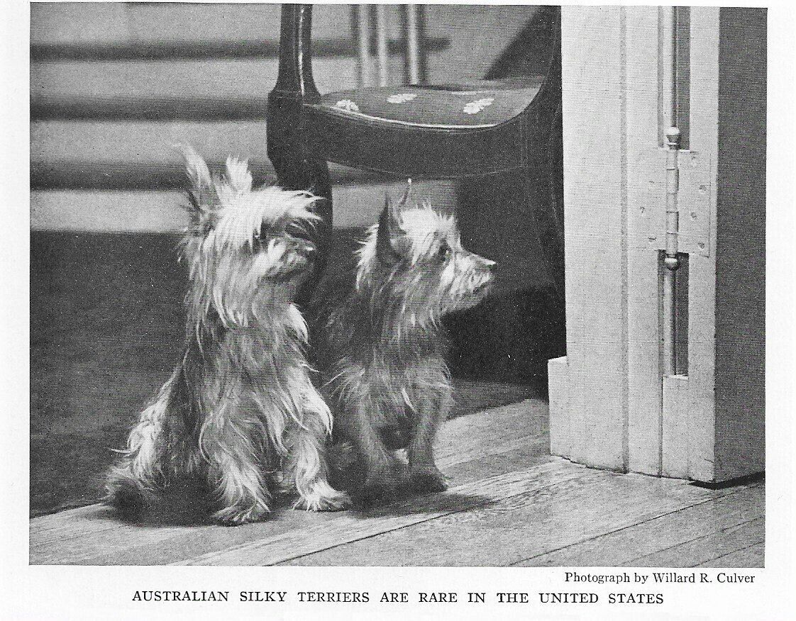 Australian Silky Terrier - CUSTOM MATTED - 1936 Dog Art \