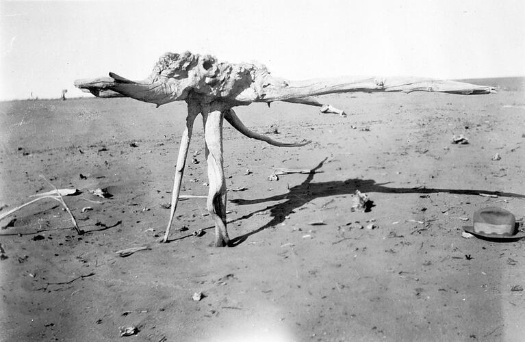 Mildura District Soil Erosion Exposes Mallee Root 1930 Australia OLD PHOTO