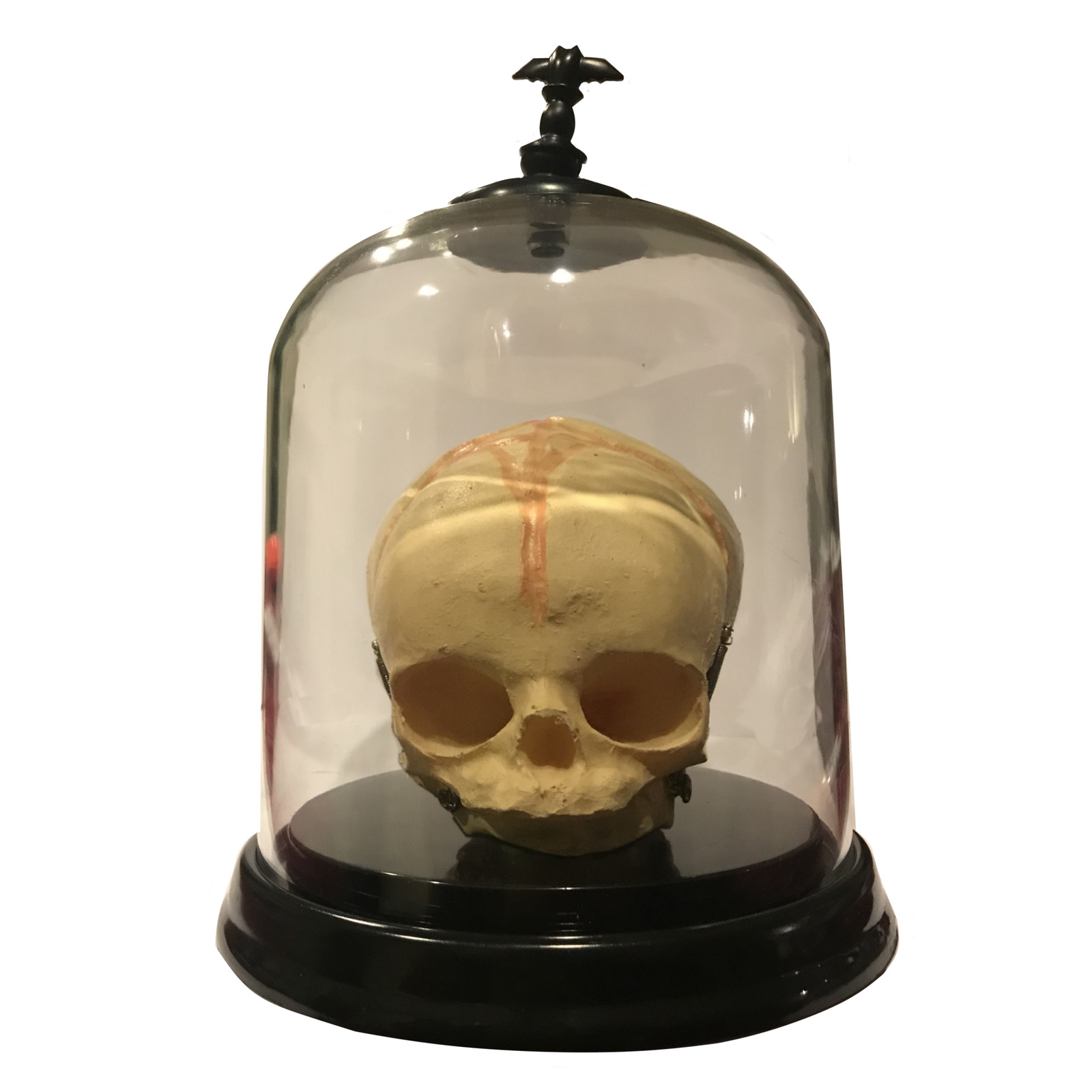 Human Baby Fetal Skull Specimen Fetus Halloween Prop American Horror Oddity Rare