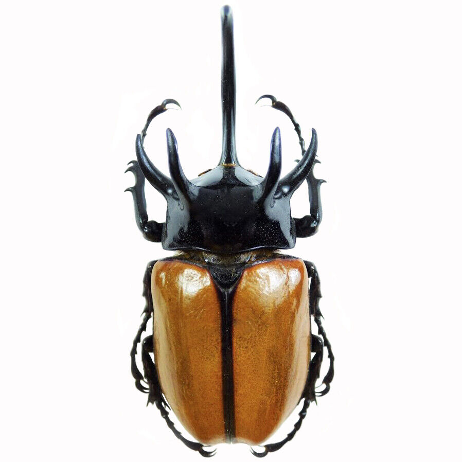 Eupatorus gracilicornis beetle Thailand unmounted E2
