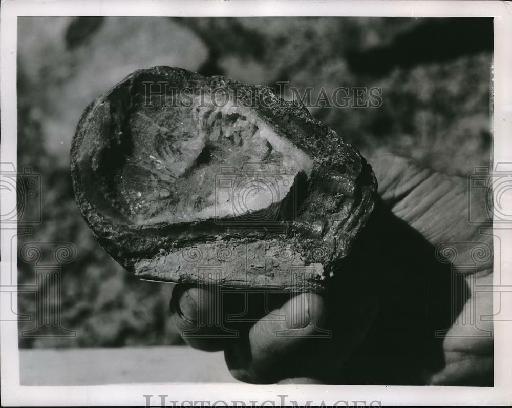 1948 Press Photo Hand Holding Petrified Oyster Shell Filled w/ Quartz Crystals