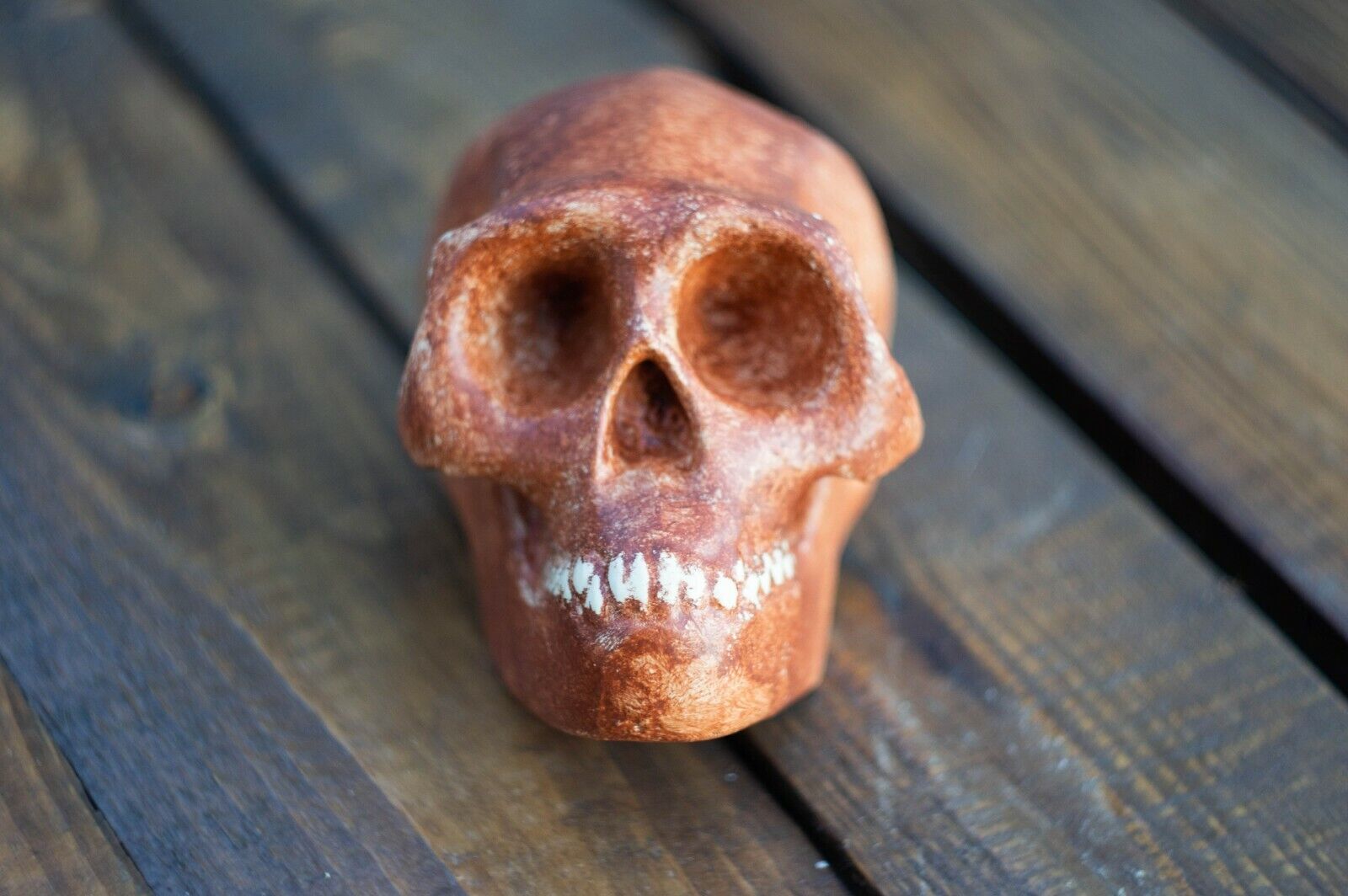 Homo erectus skull Java Man reconstruction \ Full-size reconstruction 