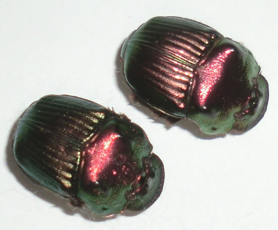 Unmounted Phanaeus Mexicanus Minor Male Female Red Green Rhinoceros Dung Beetle