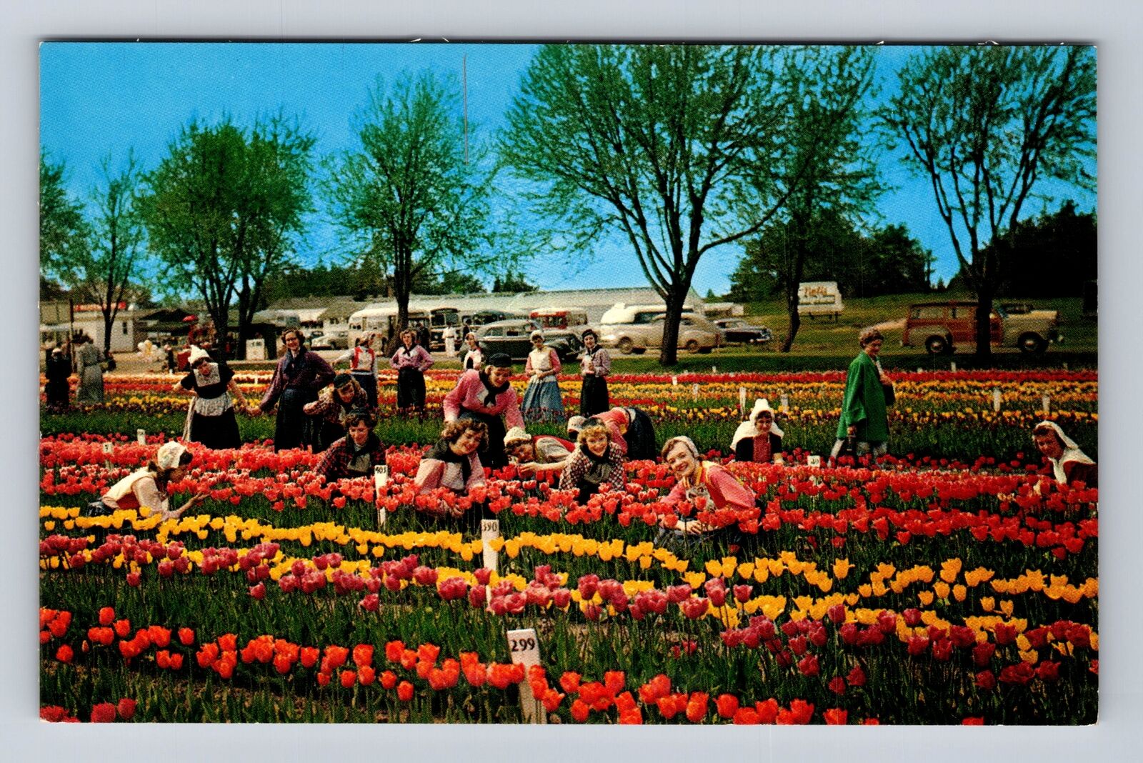 Holland MI-Michigan, Sweethearts at Nelis Tulip Farm, Antique Vintage Postcard