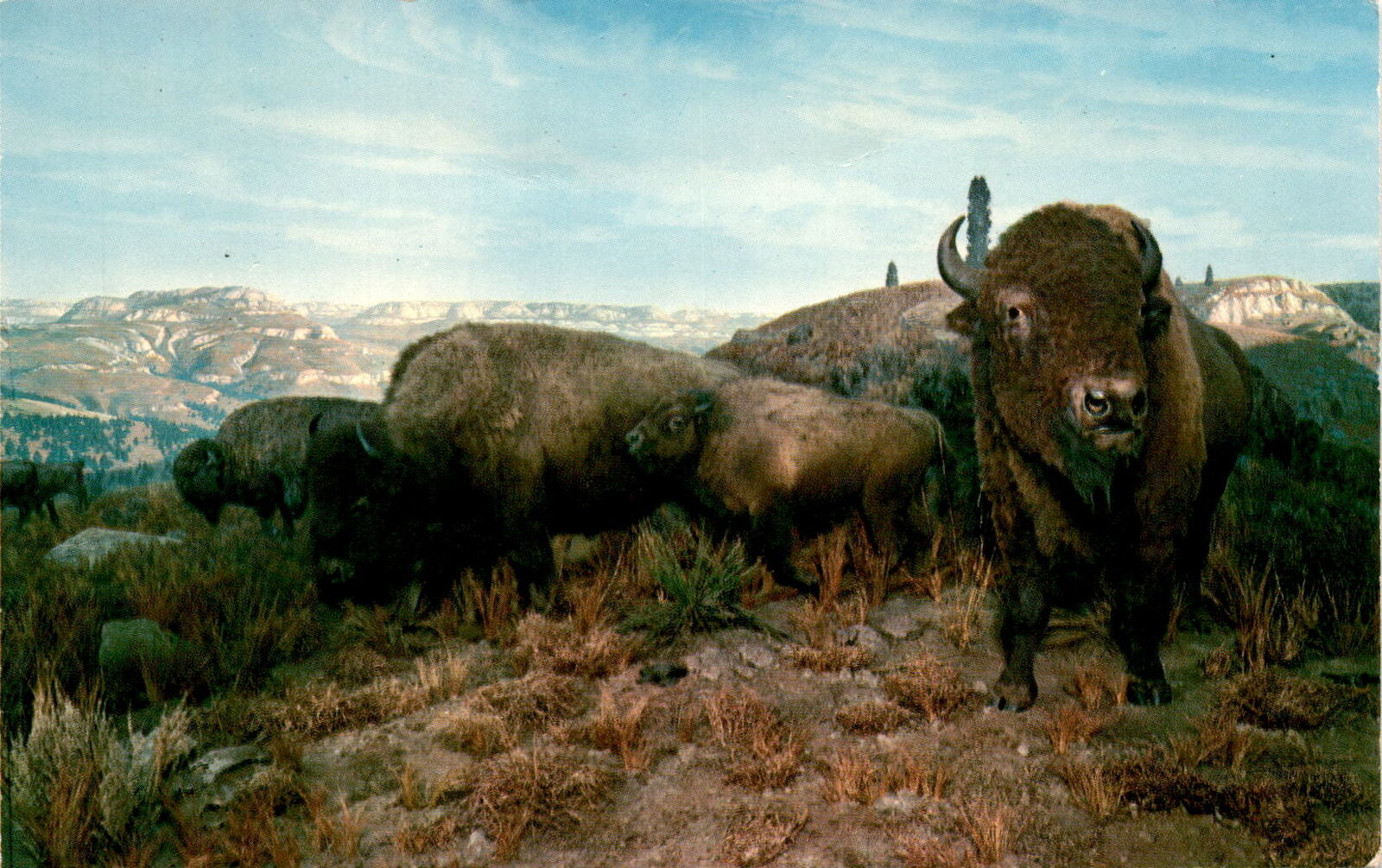 American Buffalo, Bison, Badlands of North Dakota, United States, Postcard
