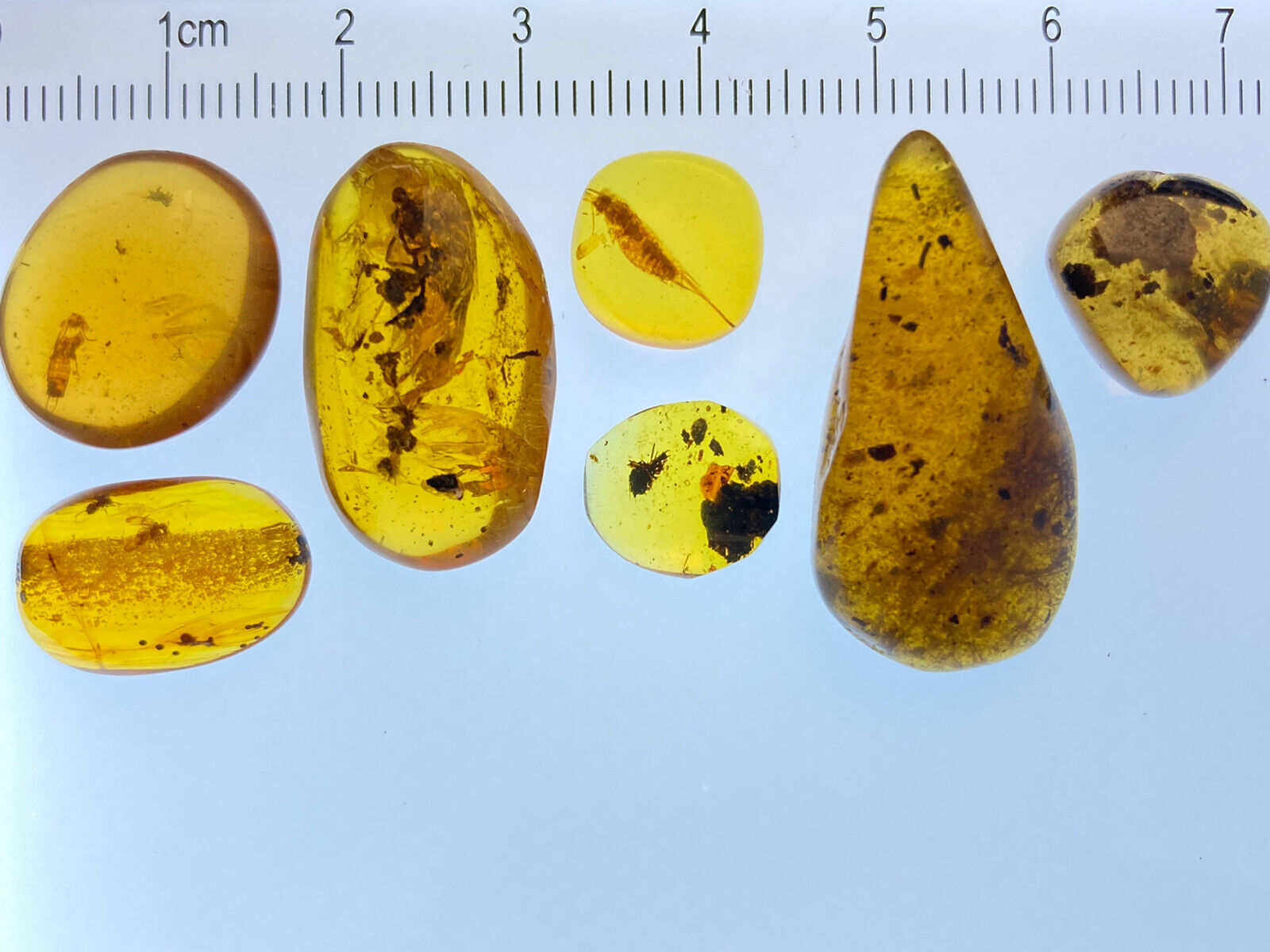 7 Pristine Inclusions, Bugs Bristletail Cicada, In Genuine Burmite Amber, 98MYO