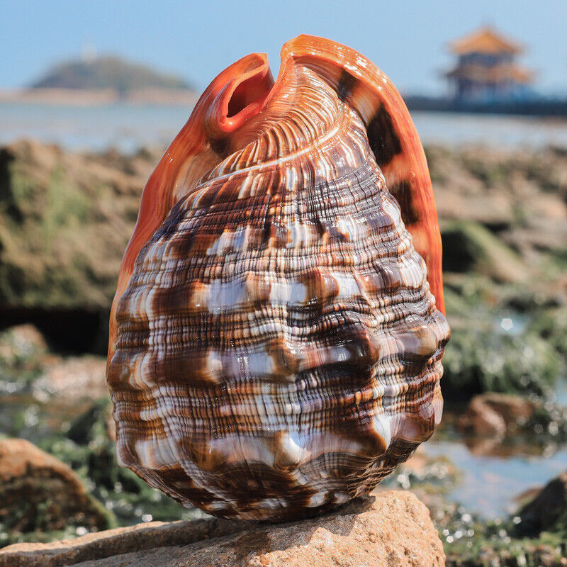 Natural Bull's Mouth Helmet Conch Shell Sea Snail Coral Fish Tank Decor Ornament