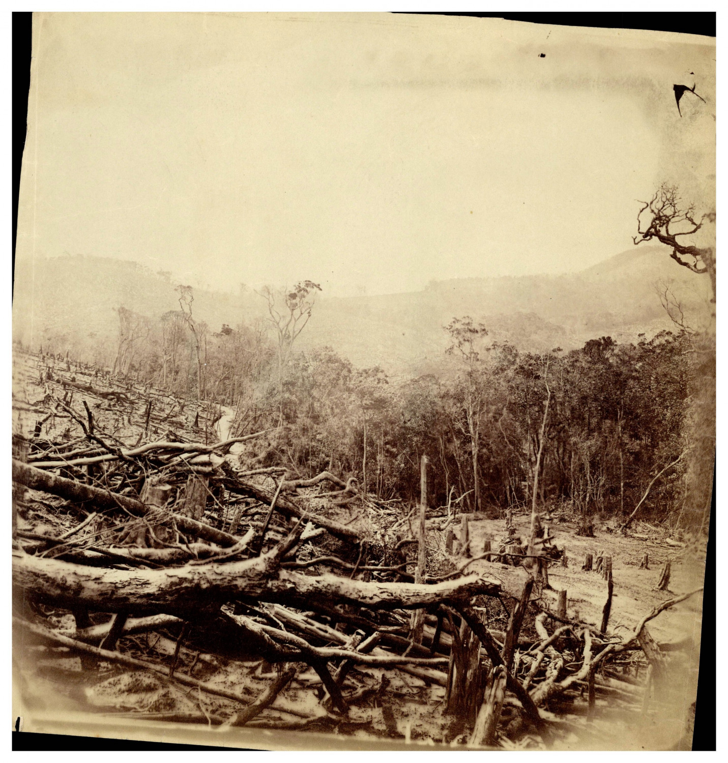 Ceylon, Maturata, Deforestation for Coffee Plantation Vintage Print.  