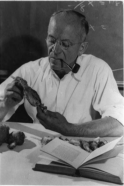 Photo:Leopold Aldo, pipe in mouth, studying dead birds 1942