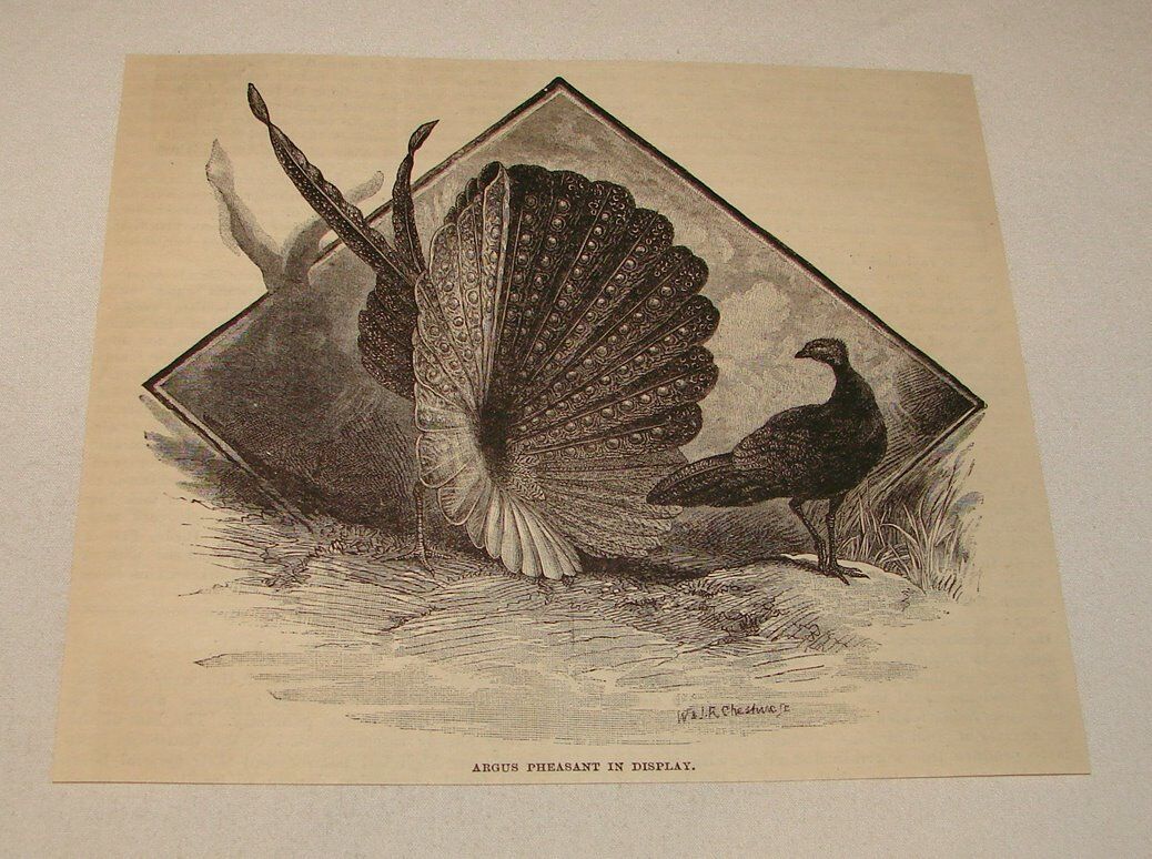 1886 magazine engraving~ ARGUS PHEASANT IN MATING DISPLAY