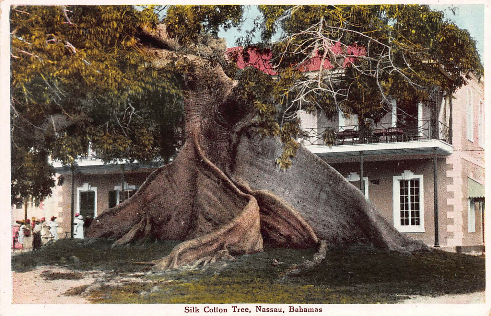 Silk Cotton Tree, Nassau, Bahamas, Early Postcard, Unused