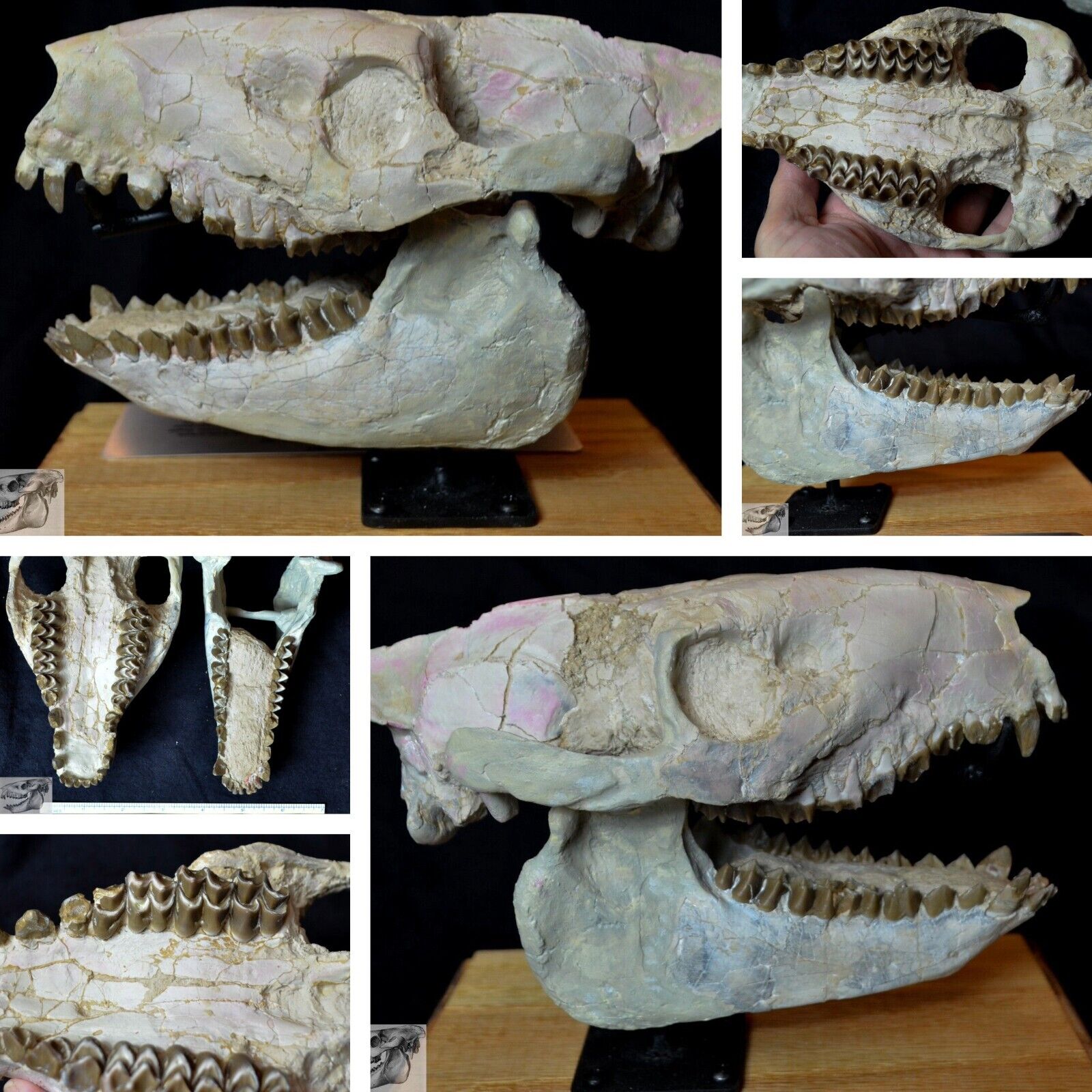 Open Mouth Oreodont Skull, Merycoidodon Fossil, Badlands, South Dakota, O1522
