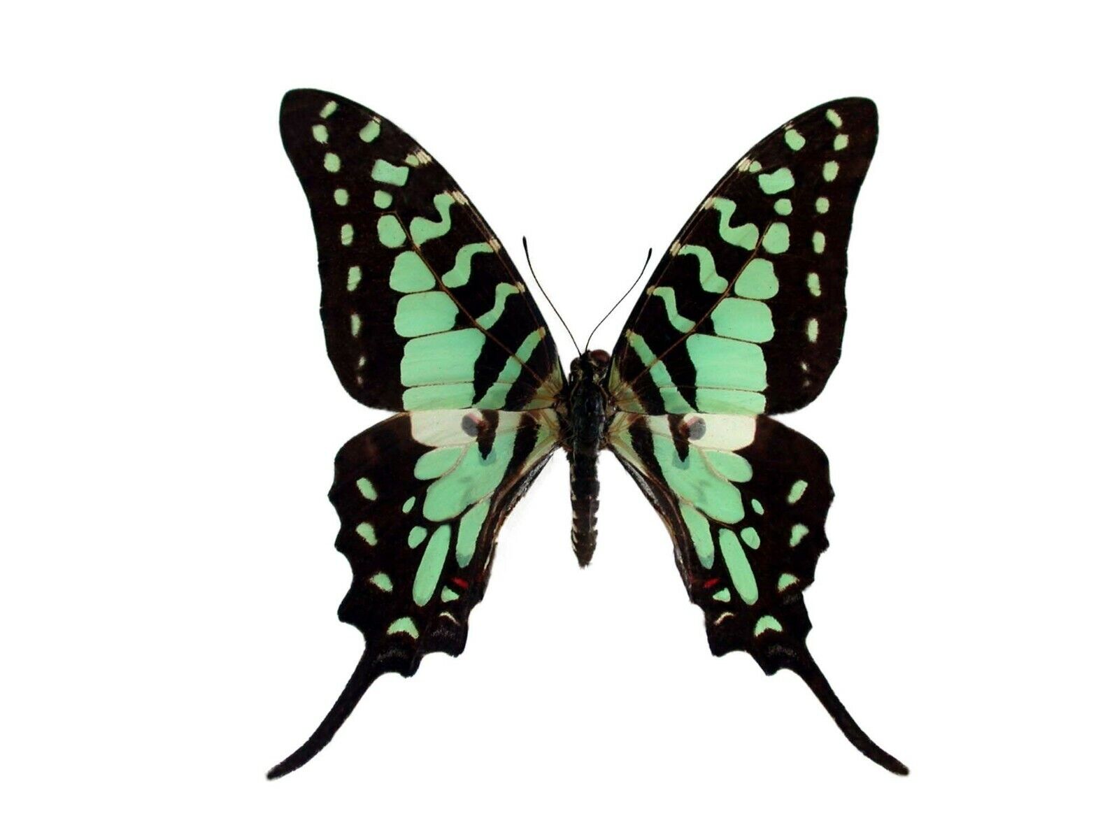 Graphium antheus ONE REAL BUTTERFLY BLUE GREEN SWALLOWTAIL WINGS CLOSED AFRICA