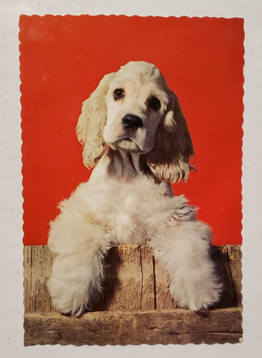 Vintage Hallmark Postcard : Cocker Spaniel