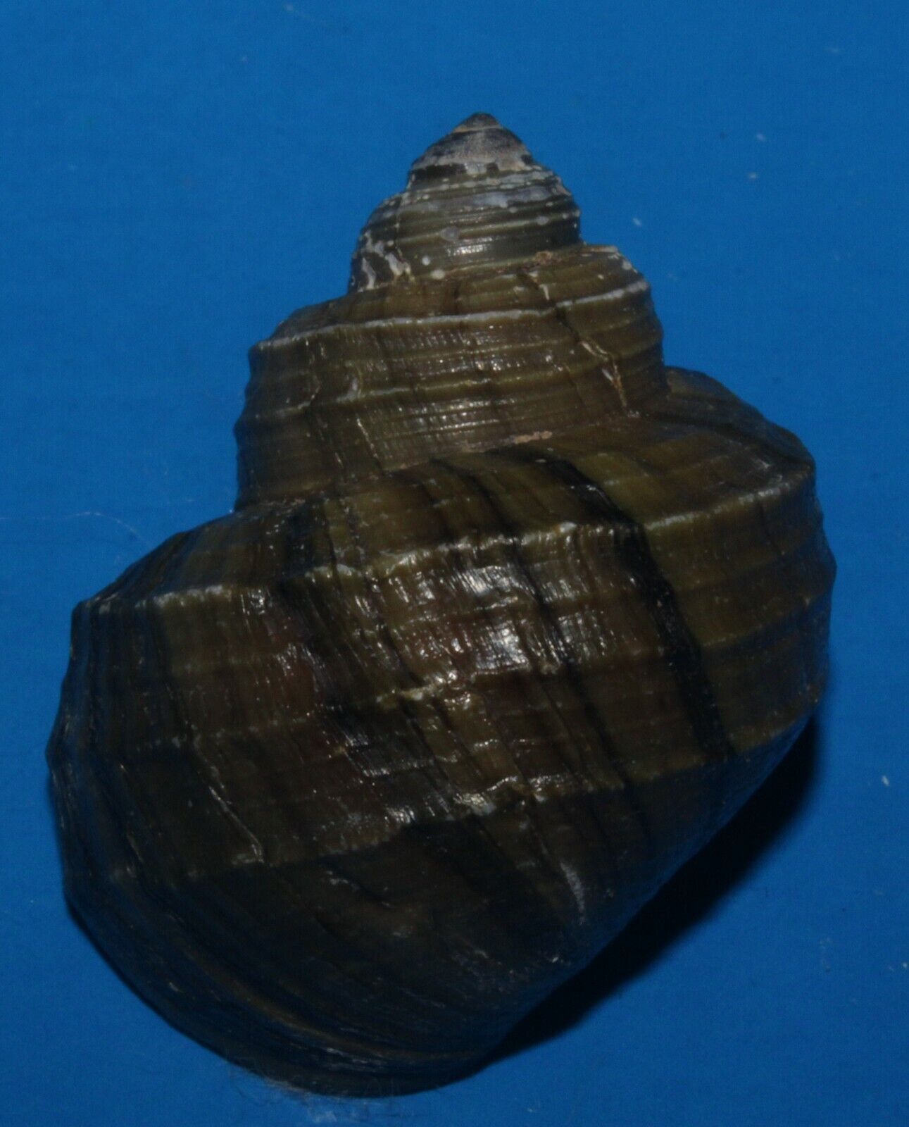 Tonyshells Freshwater Snail Viviparus Mearnsi misamisensis 36.5mm F+++ Superb