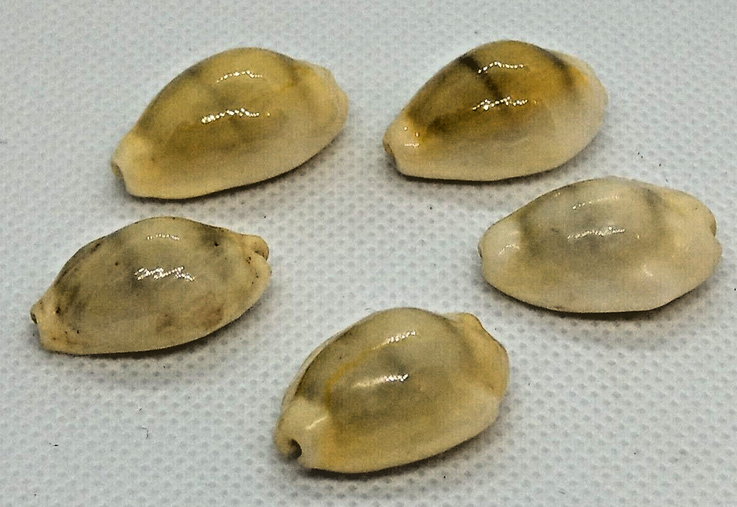 5 units of Cypraea Moneta Sea Shell Shell 5 pcs from 22 to 24 millimeters