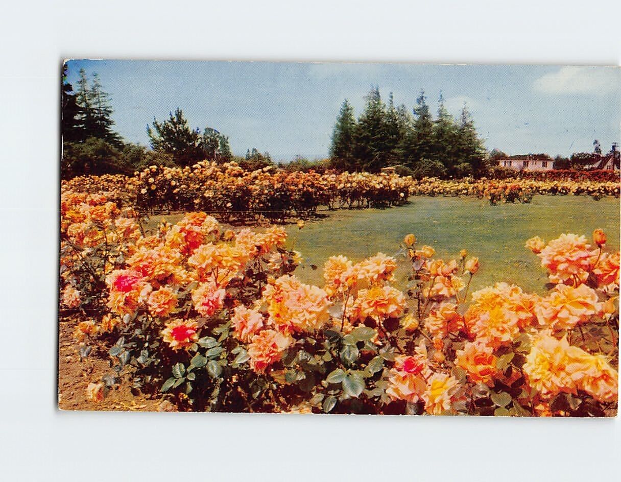 Postcard San Jose Municipal Rose Garden Santa Clara County California USA