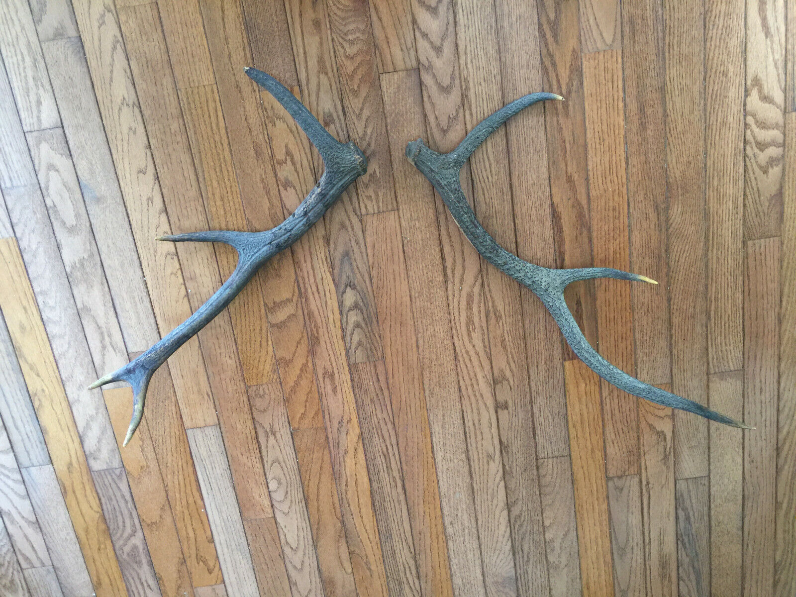 a pair of Deer Horn 23\