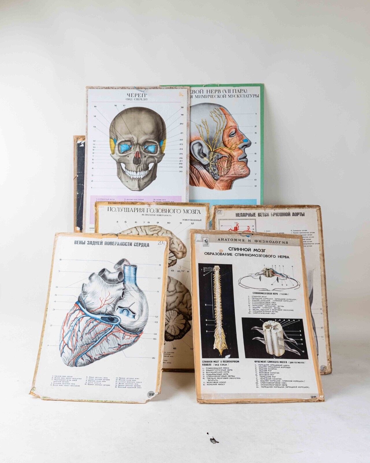 Vintage USSR 7 Pieces Anatomical Large Posters Cardboard Educational Medical 