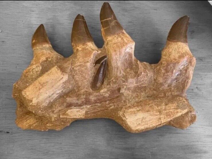 Original Rare Prehistoric Mossaor Unpacking 5 Teeth Marine Reptile Fossils