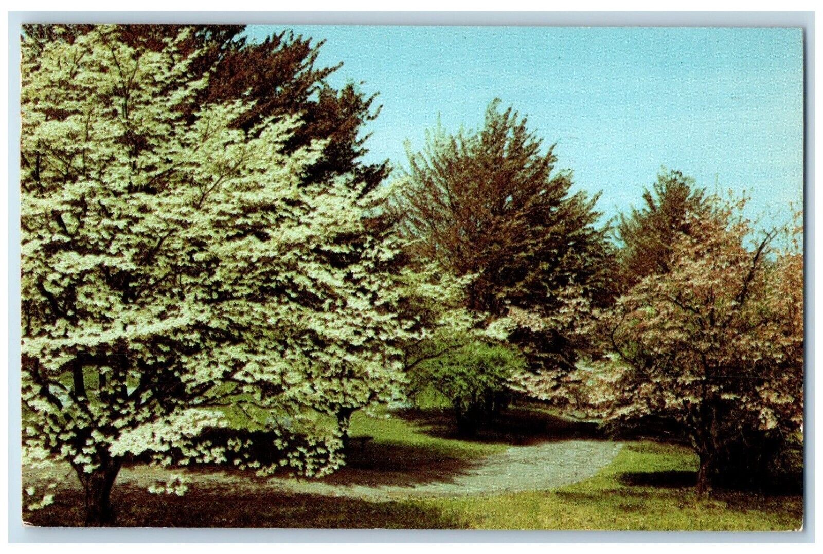 1954 Dogwood Tree Thornrose Staunton Williamsburg Virginia VA Vintage Postcard