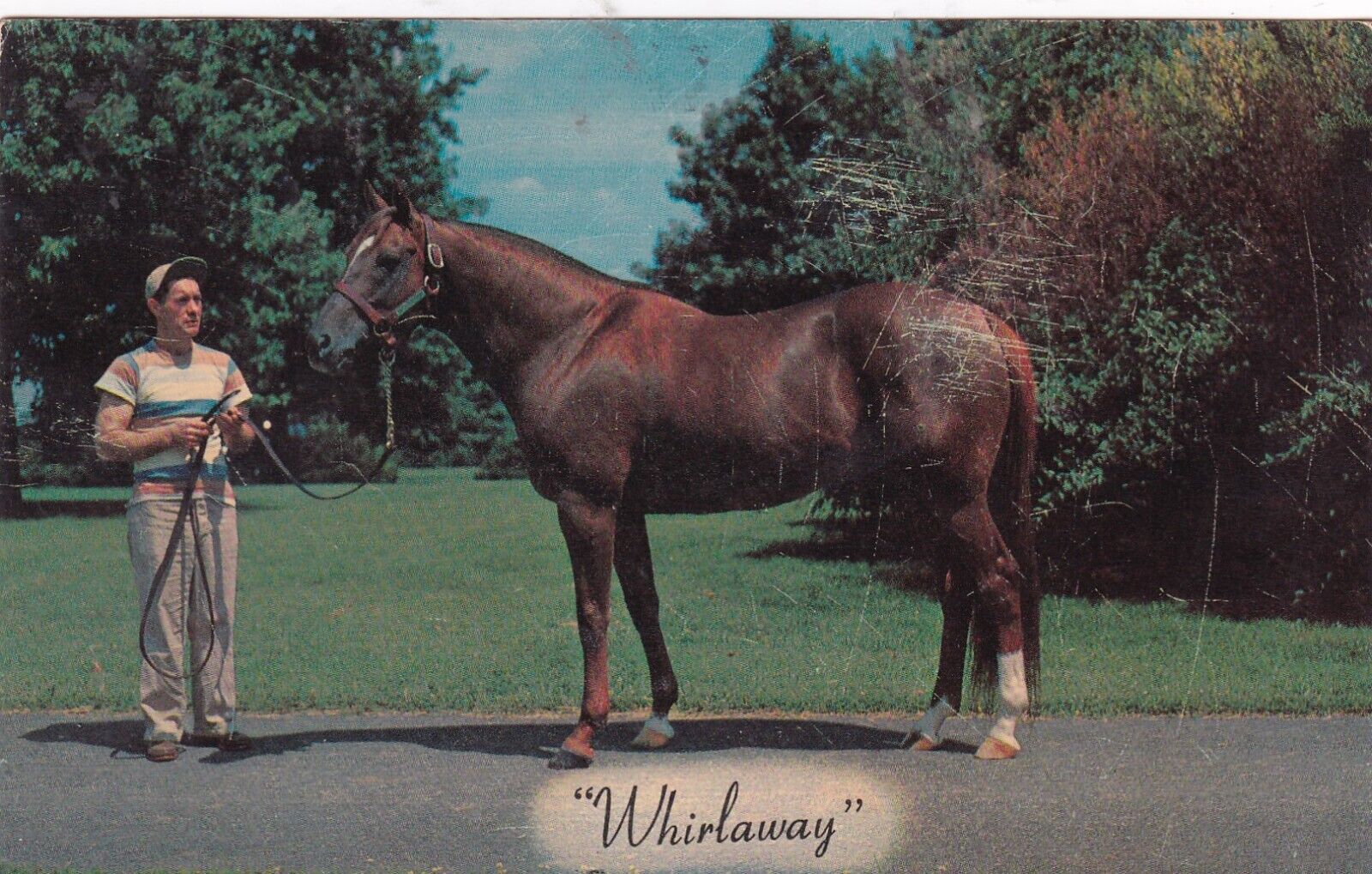 1959 Whirlaway Triple Crown Horse Winner Kentucky Derby, Preakness Postcard
