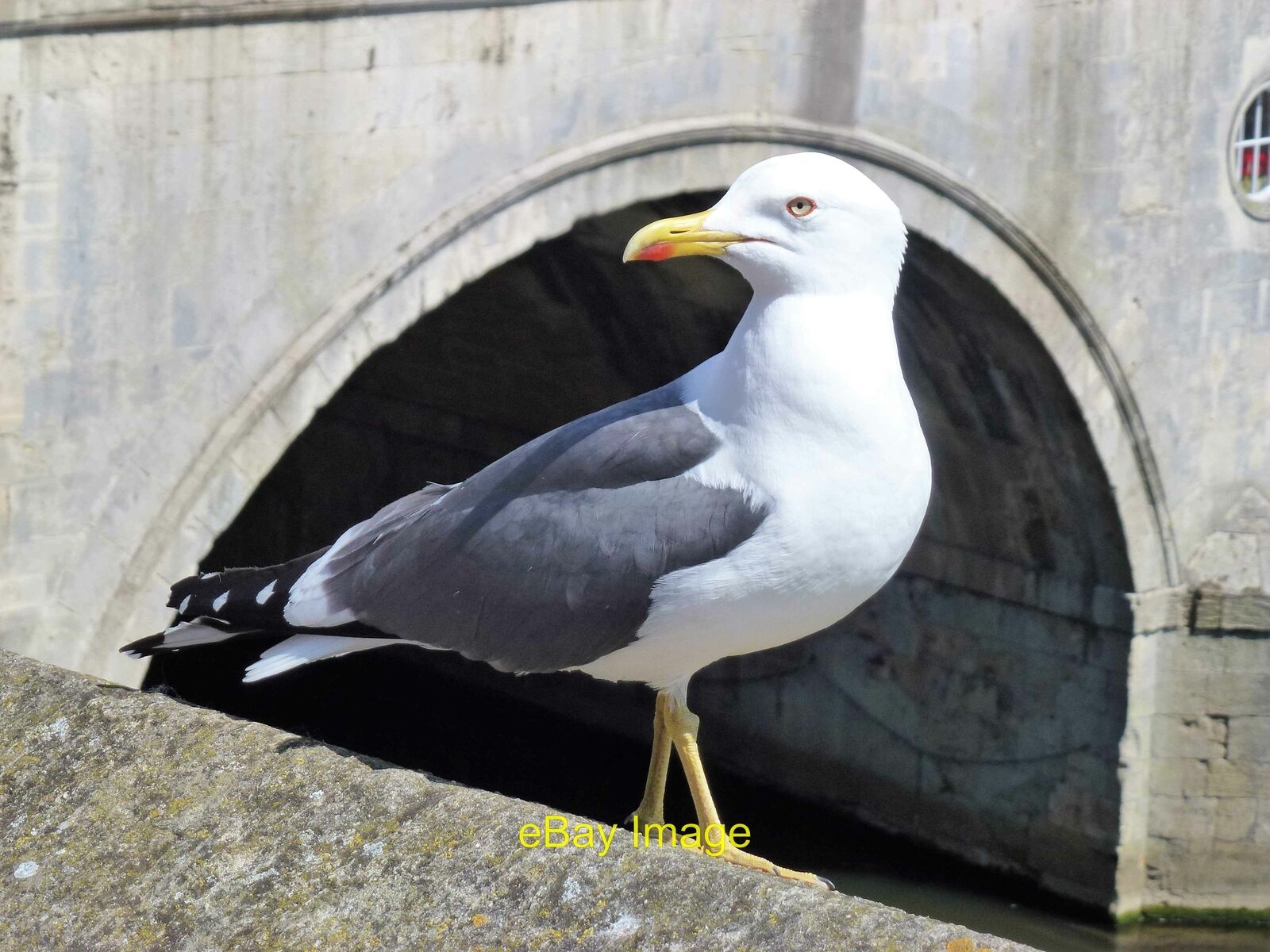Photo 12x8 Arrogant and menacing gull near Pulteney Bridge in Bath There a c2017