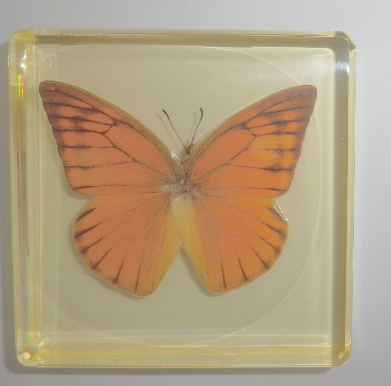 Orange Albatross Butterfly in Amber Clear Block Education Insect Specimen