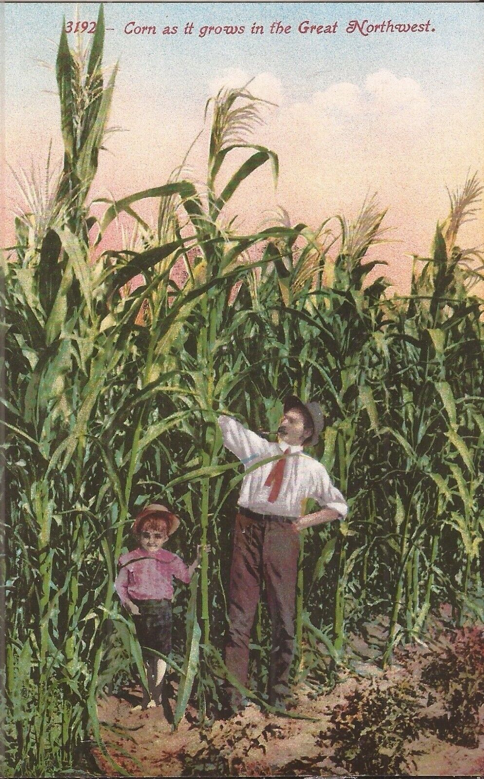 AGRICULTURE:  Corn from the Great Northwest