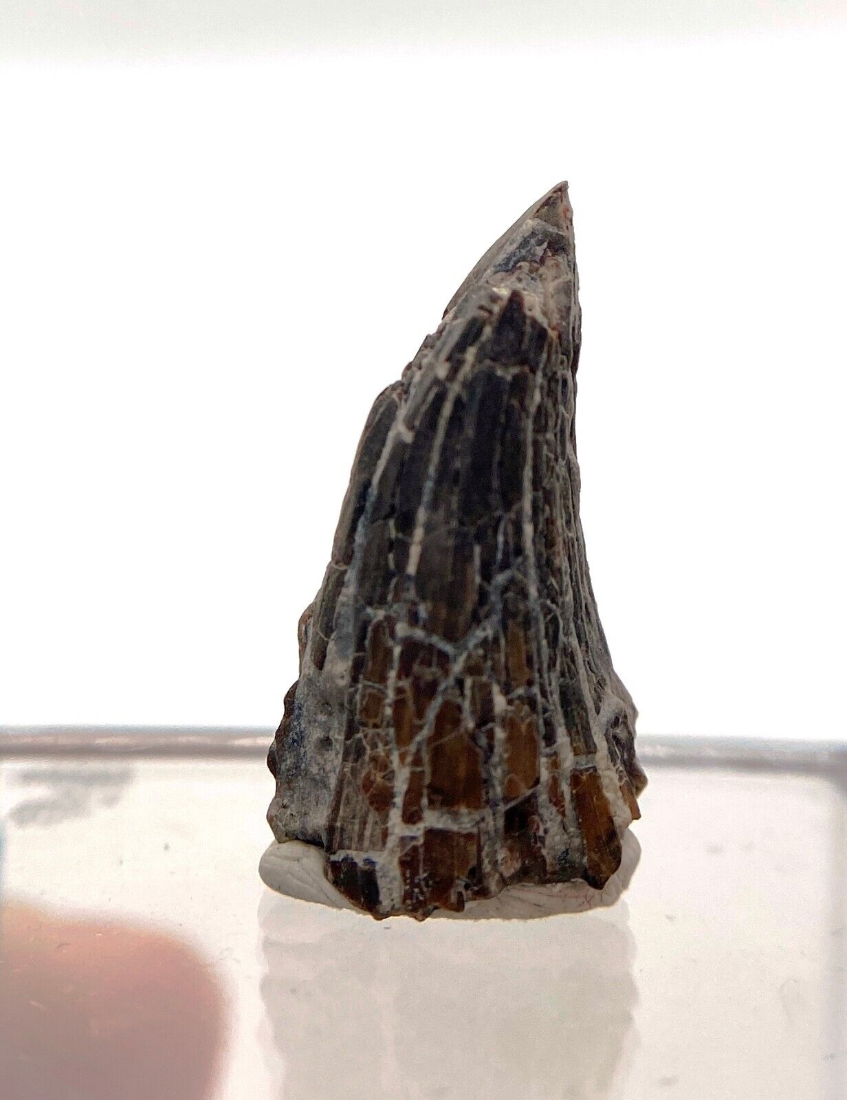 1.9 cm Eryops tooth - Fossil Permian amphibian - Waurika, Oklahoma