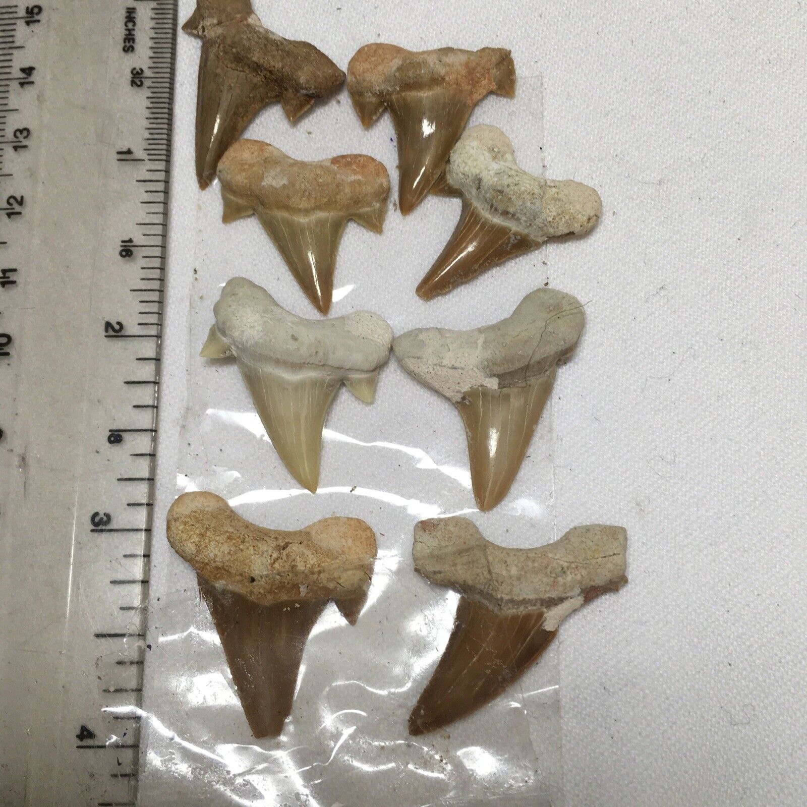 8 pieces Fossil Shark Teeth Morocco #232