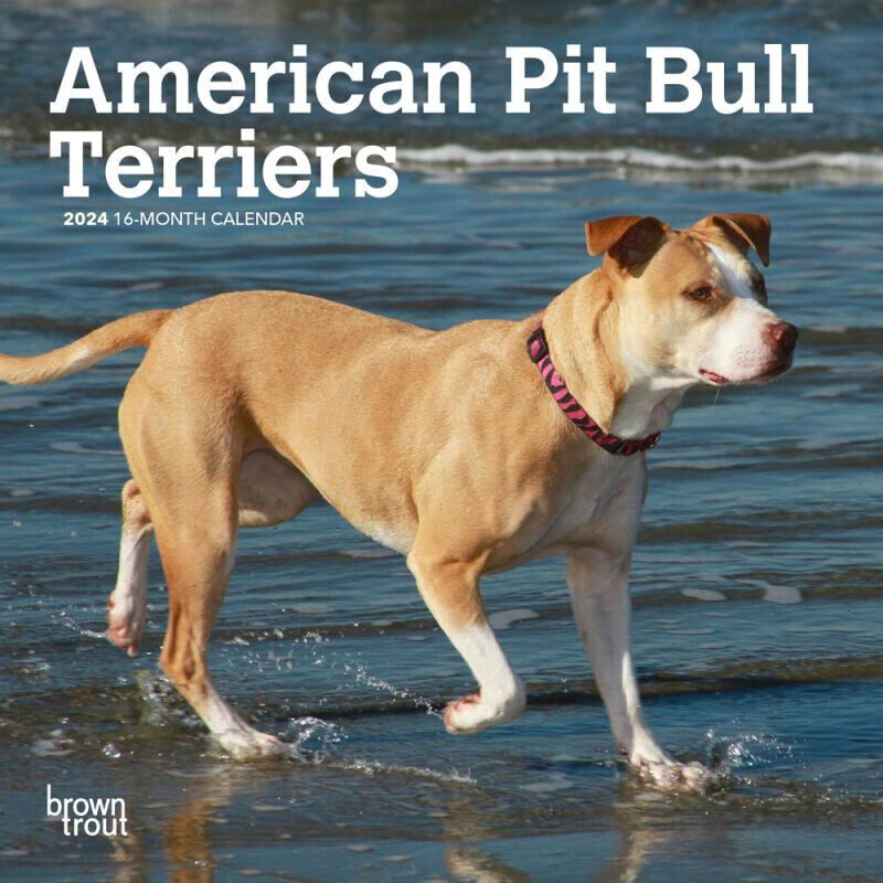 Browntrout American Pit Bull Terriers 2024 7 x 7 Mini Calendar w