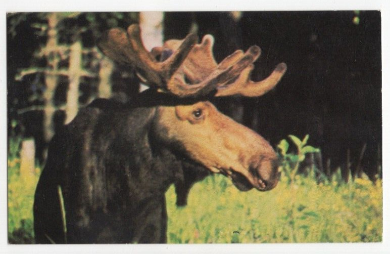 Northern Minnesota Moose Postcard Wildlife Royale National Park Unposted