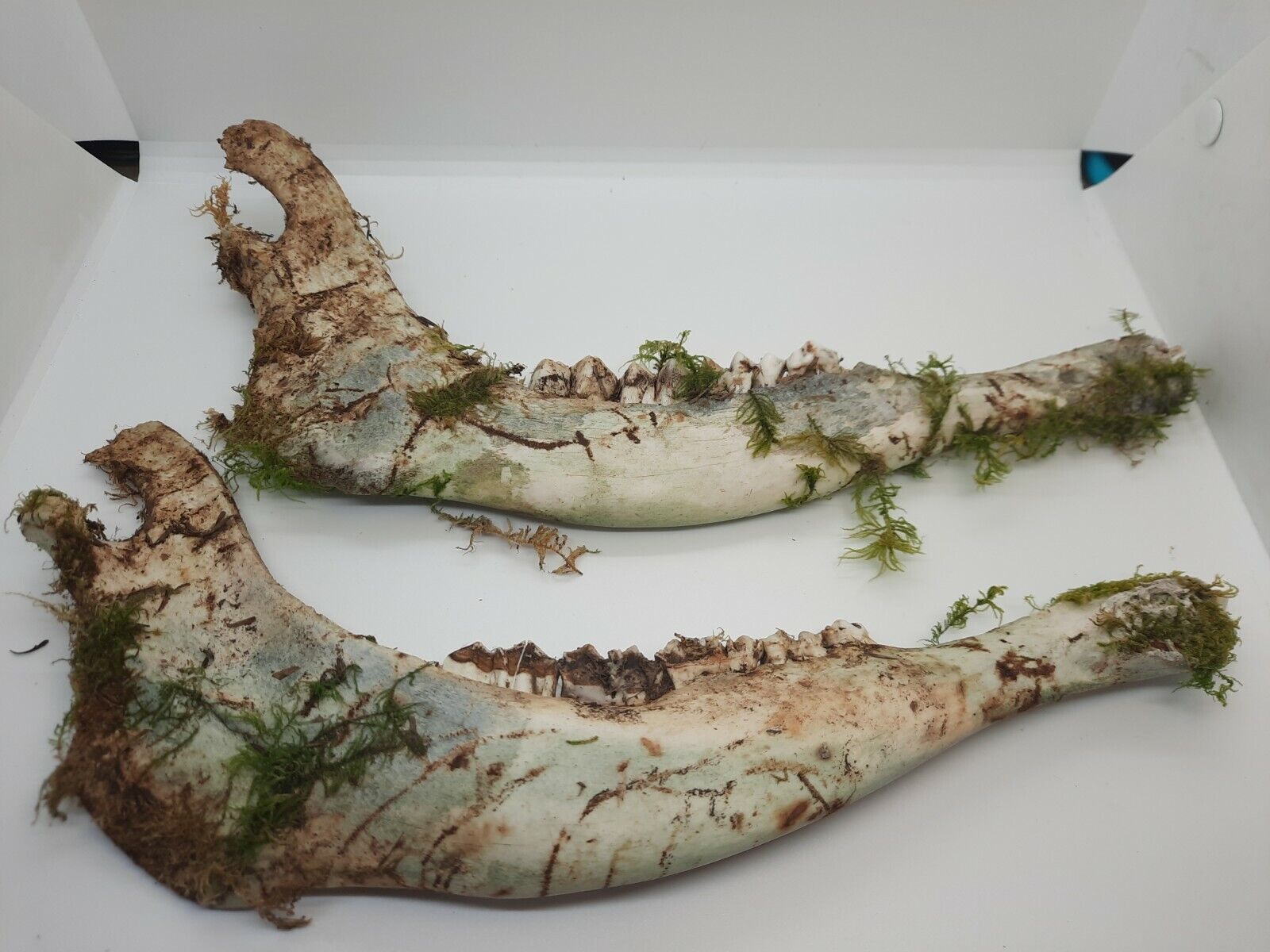 Elk Jaw Bones With Teeth Weathered Moss Curiosity Oddity