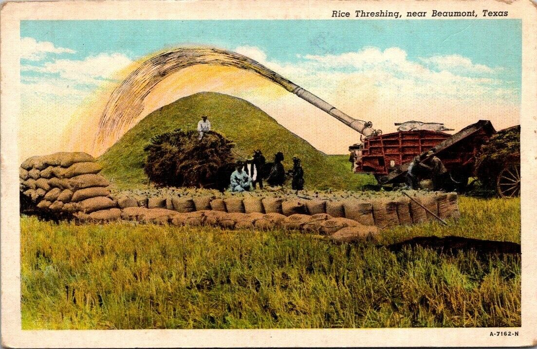 Postcard Rice Threshing  Near Beaumont Texas