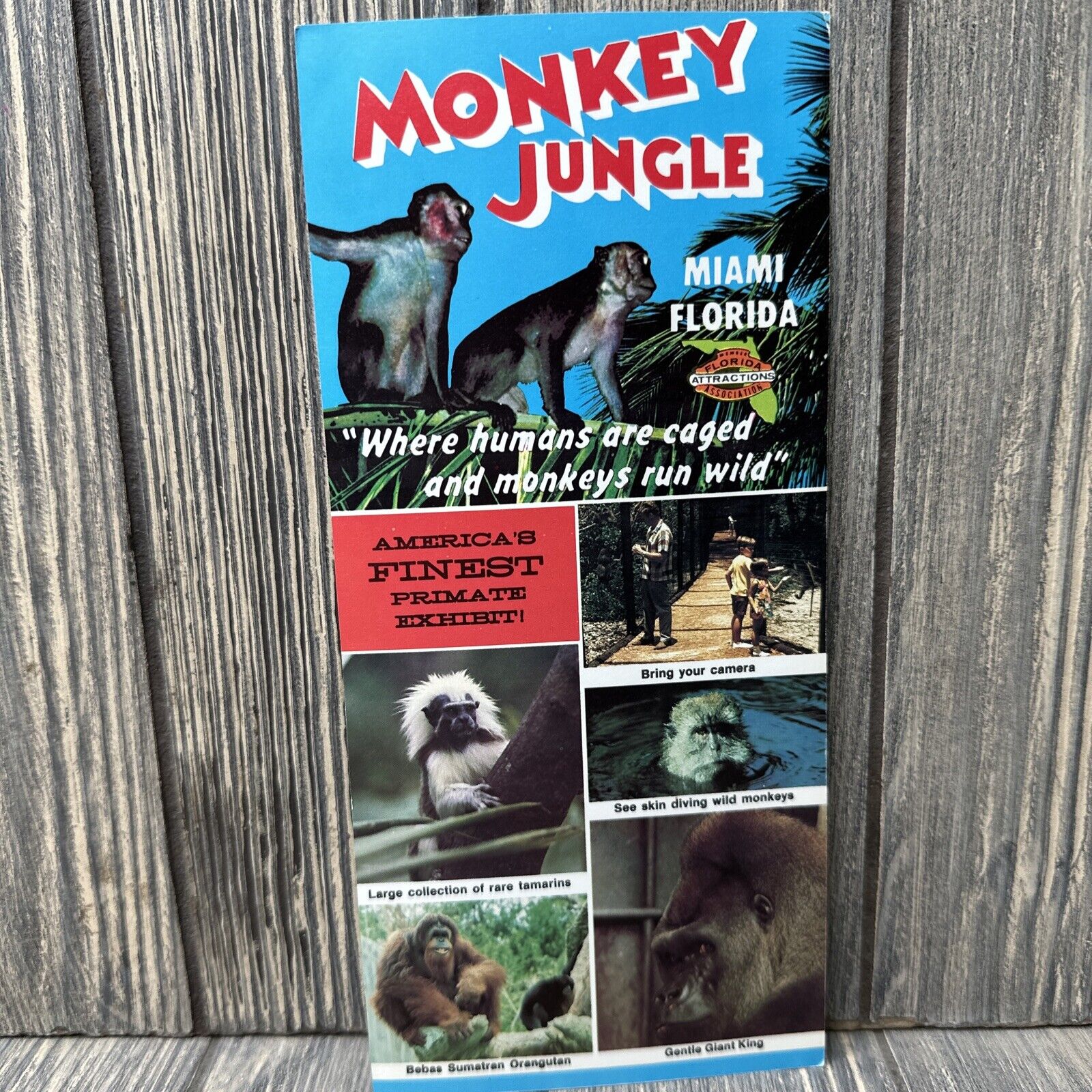 Vintage Monkey Jungle Miami Florida Miami FL Brochure