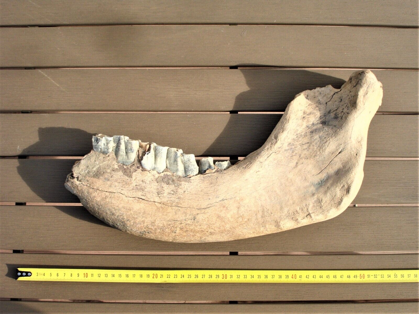 WOOLLY RHINO fossil jaw 46 cm 2,9 kg Pleistocene age, Yakutia permafrost Russia