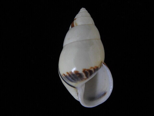 Land snails Amphidromus perversus rufocintus 49.2mm ID#6129