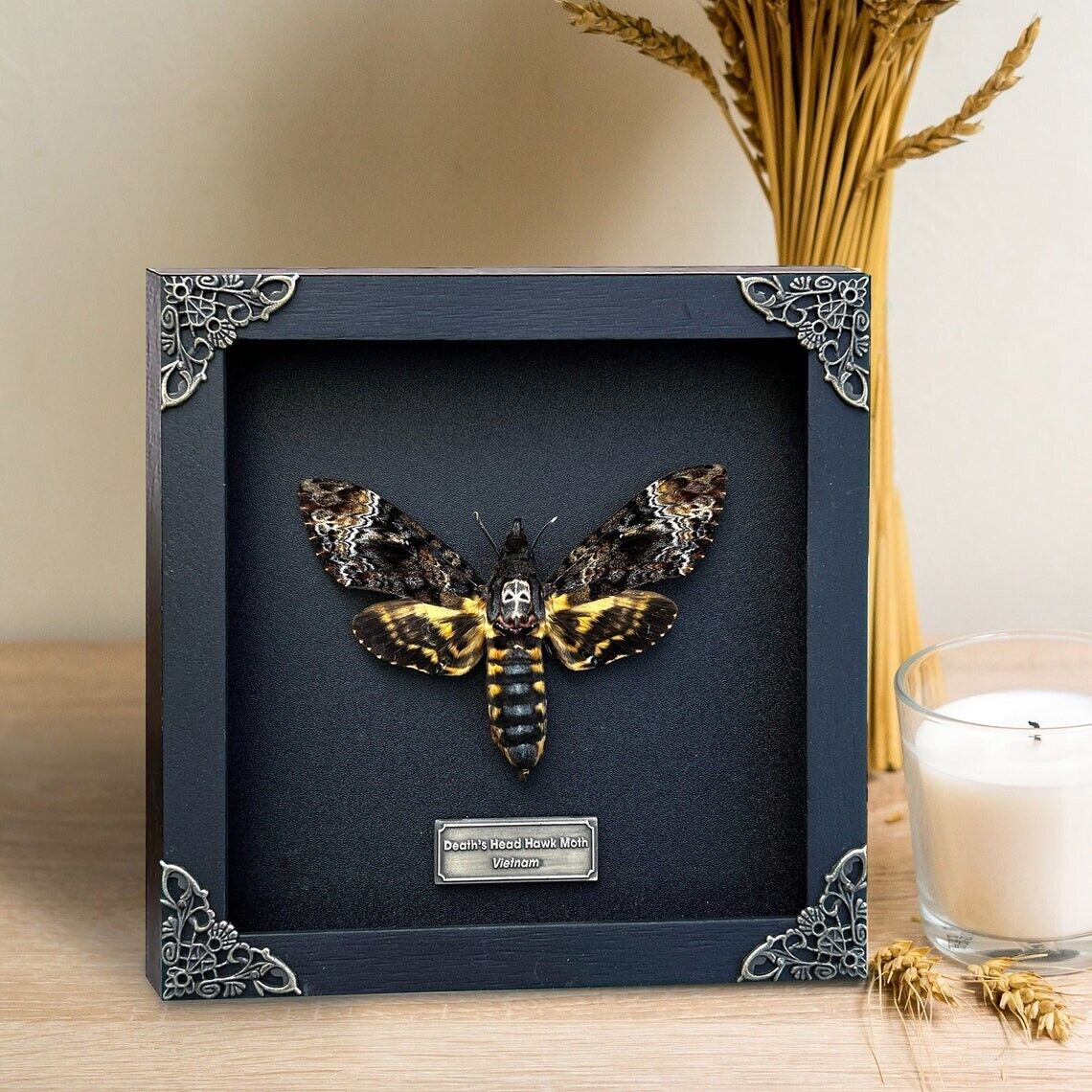 Real Framed Death Head Moth Acherontia Frame Dried Butterfly Insect Wall Decor