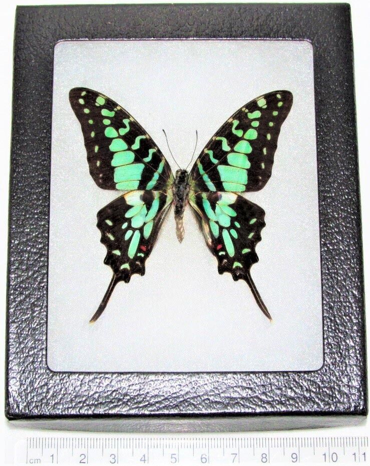 Graphium antheus REAL FRAMED BUTTERFLY BLUE GREEN SWALLOWTAIL AFRICA