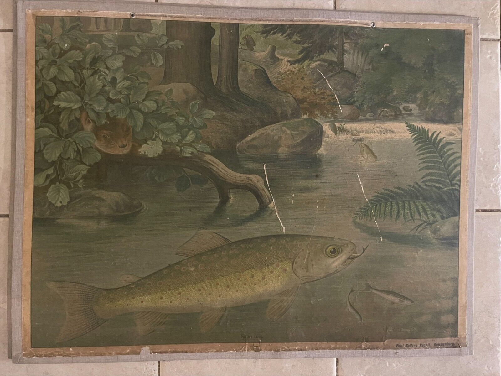 Original vintage zoological hard  school chart of Salmon