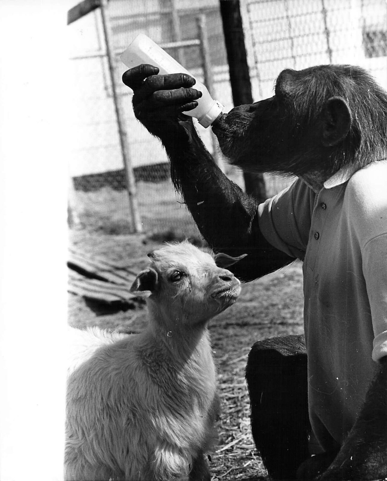 Vintage Globe Press Feature Photo Pearly Mother Chimp Tests Milk Billy Goat Kid 