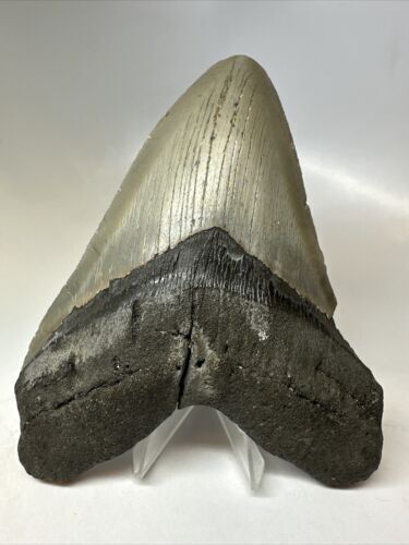 Megalodon Shark Tooth 6.00 Huge Authentic Fossil Serrated 16436