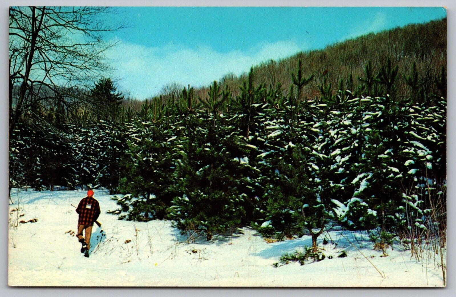 Hunter Pine Plantation Pennsylvania Forest Winter Snow Mountain Region Postcard