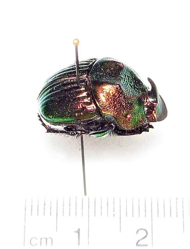 Phanaeus mexicanus minor male ONE REAL RED GREEN DUNG BEETLE PINNED