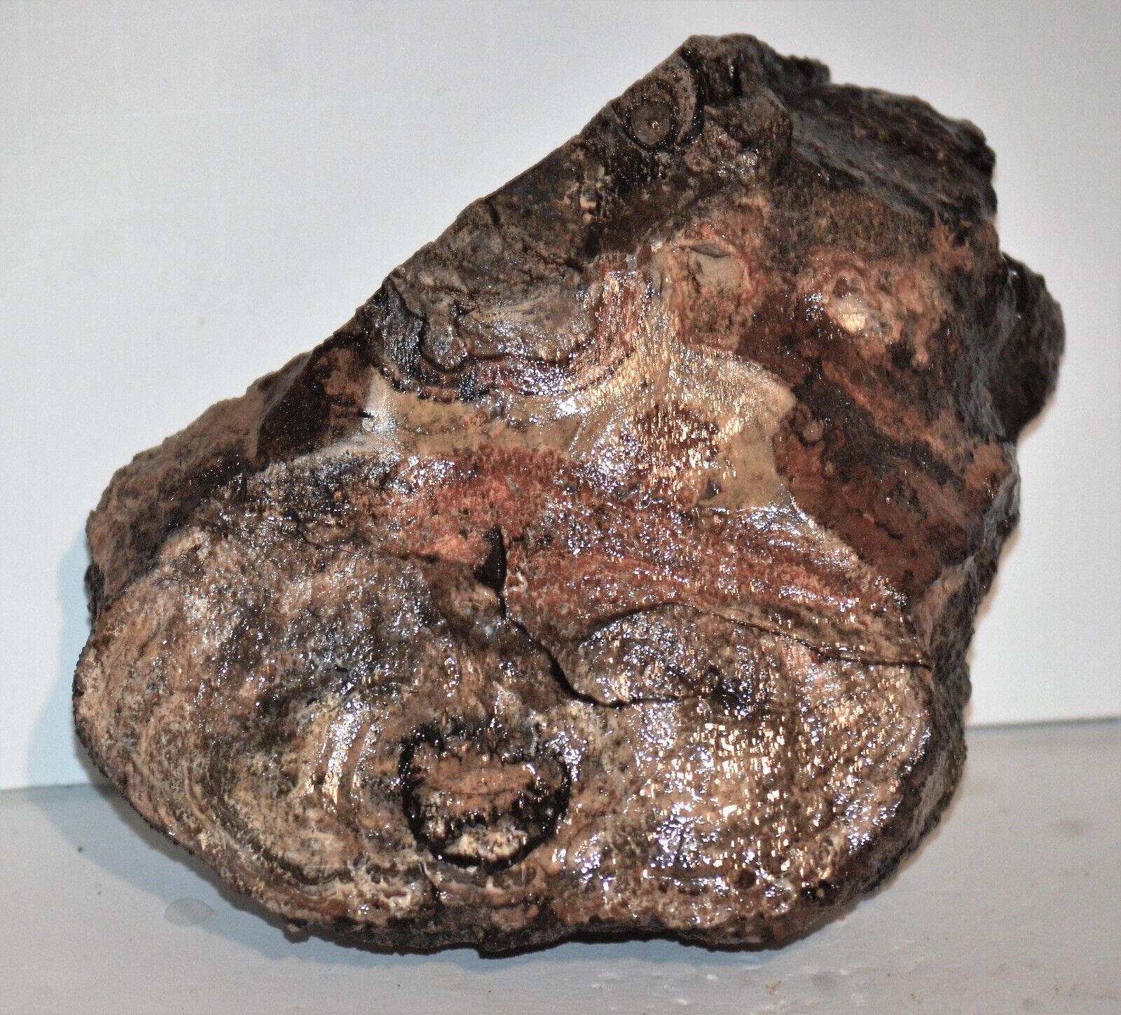 Colorado Stromatolite