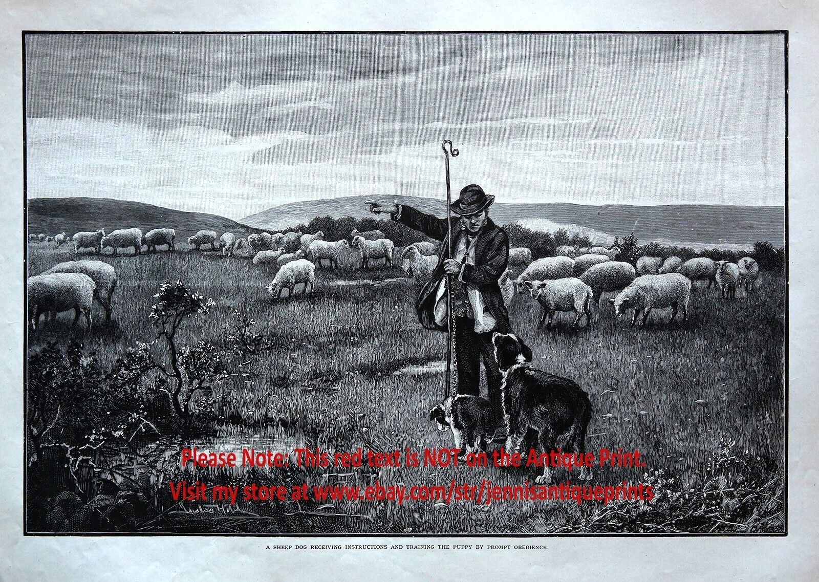 Dog Training a Sheepdog Puppy to Herd Sheep Herding, Large 1890s Engraving Print