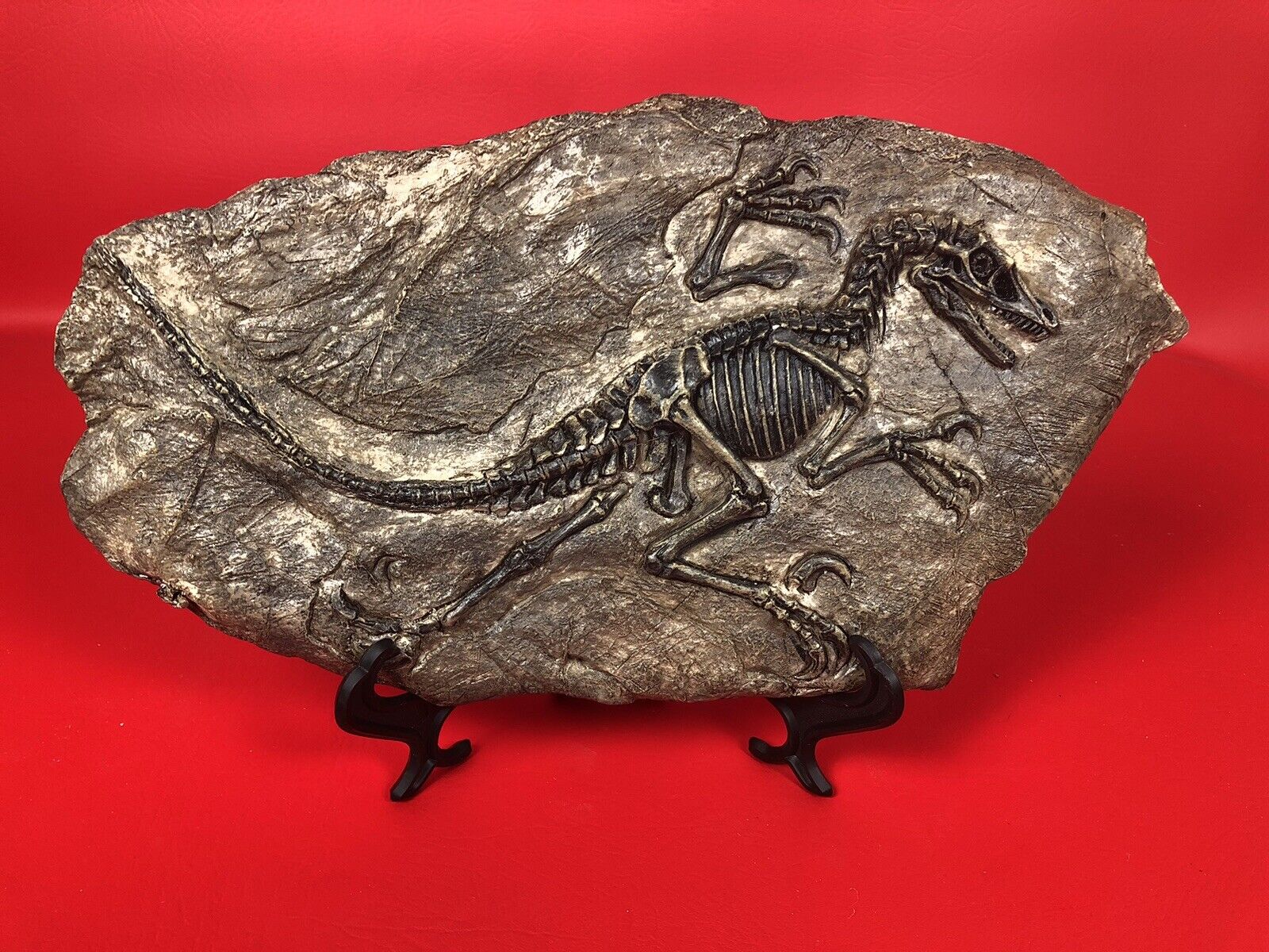 Rare Chinese Best Triassic Archaeornis Real Confucius Bird Fossilaa