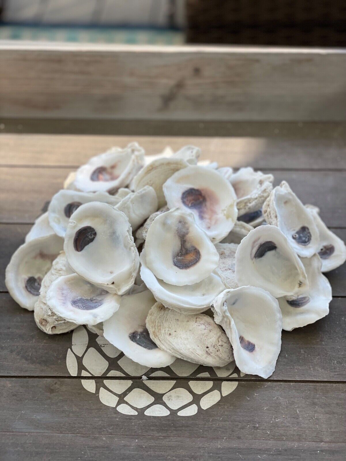 Bulk US Oyster Shells, Cleaned/Bleached, 2 to 3 inches, 2\